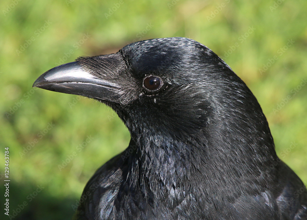 European Black or Carrion Crow (Corvus Corone) closeup portrait European Black or Carrion Crow (Corvus Corone) closeup portrait
