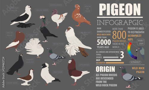 Poultry farming infographic template. Pigeon breeding. Flat desi