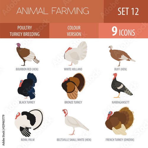 Poultry farming. Turkey breeds icon set. Flat design