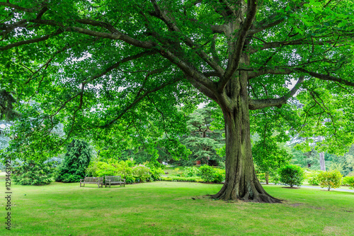Kew Gardens, England photo