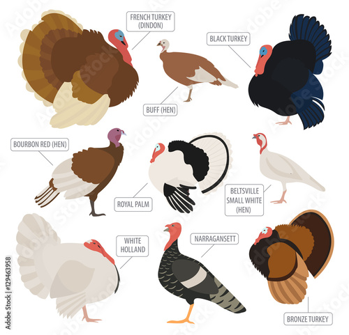 Poultry farming. Turkey breeds icon set. Flat design