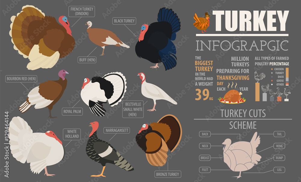 Poultry farming infographic template. Turkey breeding. Flat desi