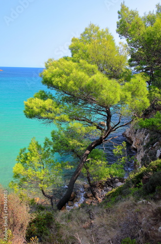 Pine trees on a cliff