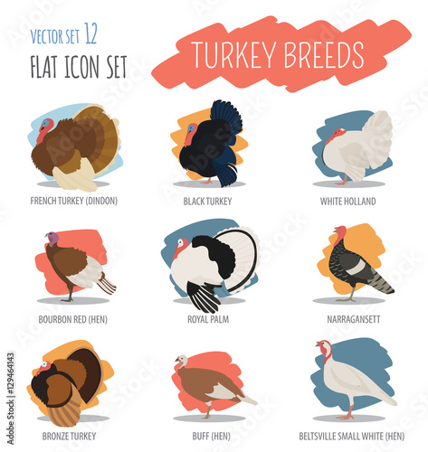 Poultry farming. Turkey breeds icon set. Flat design