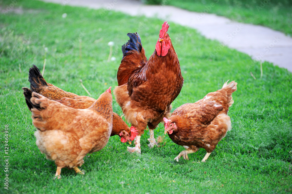 Fototapeta premium Rooster in green field.