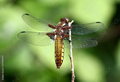 Female European Broad-bodied Chaser / Darter dragonfly (Libellula depressa)
