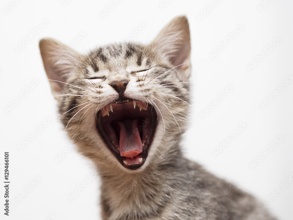 Obraz premium Phoebe