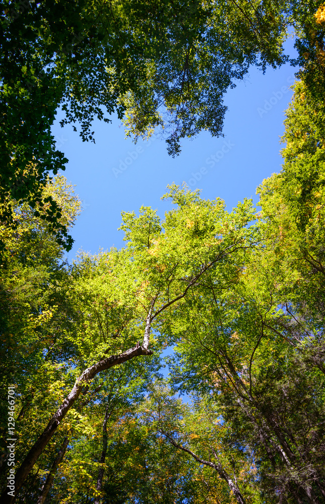 Obraz premium Ricketts Glen State Park