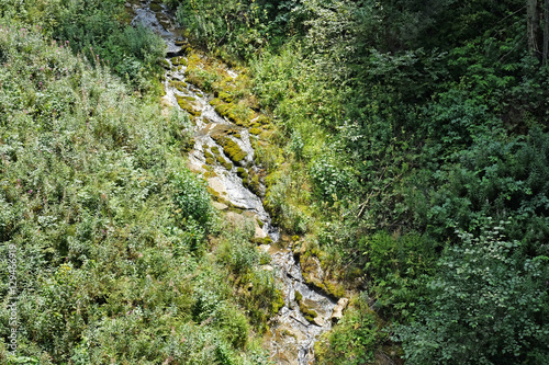 View of forest landscape