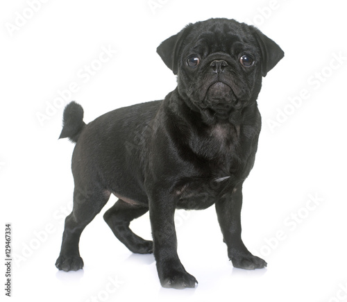 puppy black pug