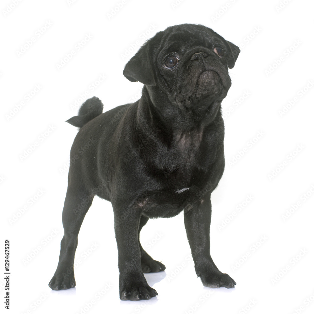puppy black pug puppy black pug