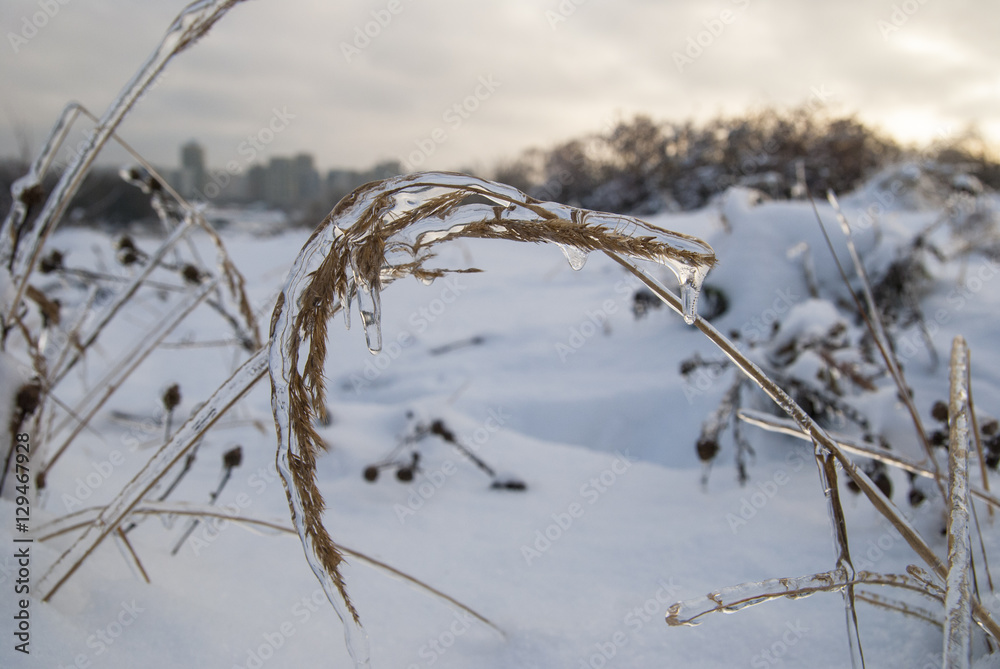 Obraz premium Branch of plant in the ice. Snowy winter landscape
