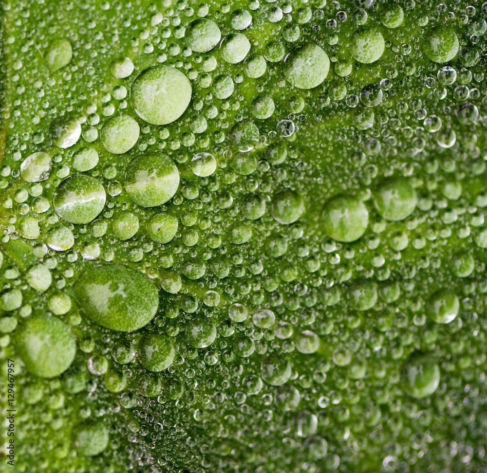 Raindrops on a green leaf Raindrops on a green leaf