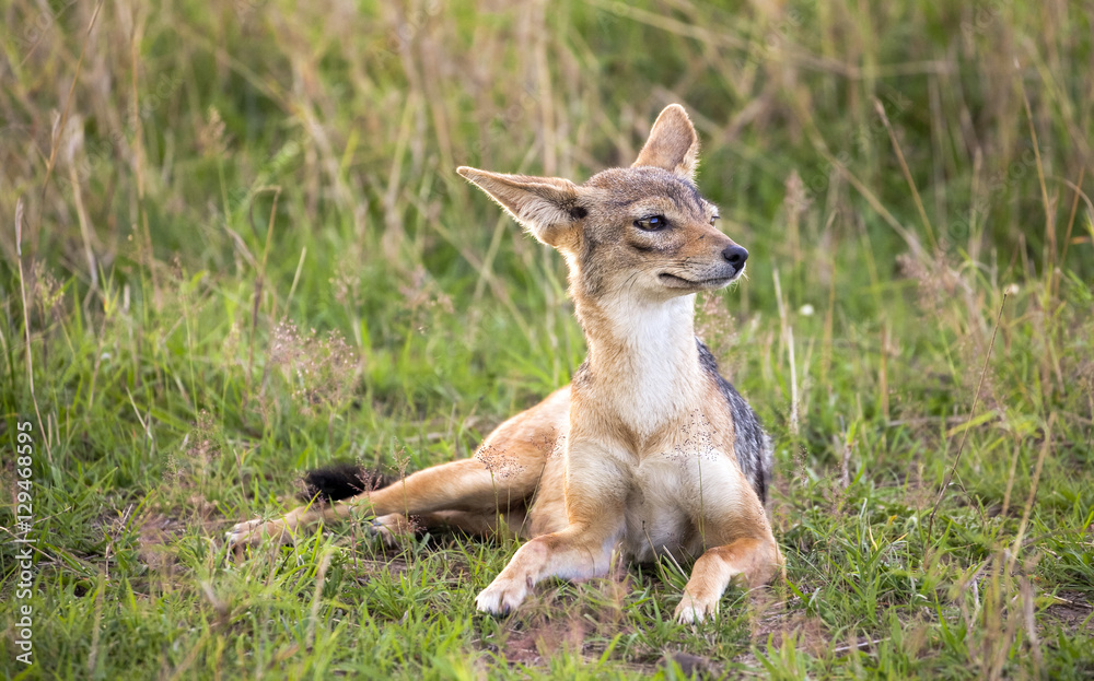 A female black backed jackal looking right while lying in grass in Kenya's Masai Mara National Park