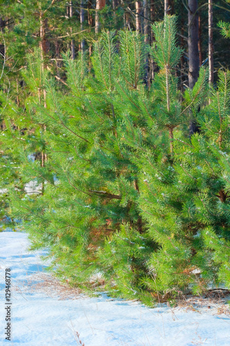 Landscape with the image of winter forest photo