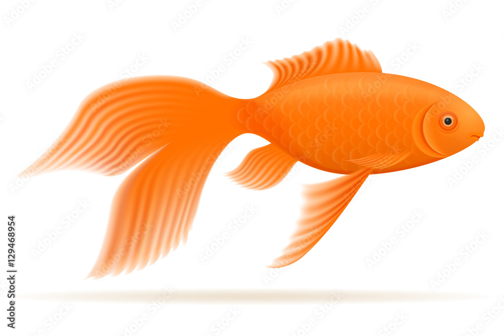 aquarium fish vector illustration aquarium fish vector illustration