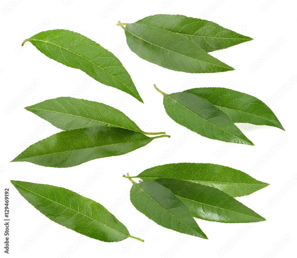 Naklejka premium Peach leaves isolated on white background