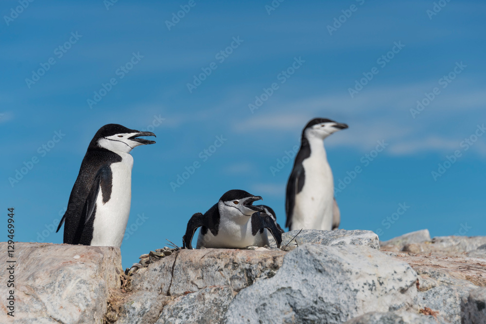 Obraz premium Penguin