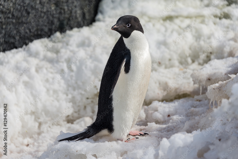 Naklejka premium Penguin