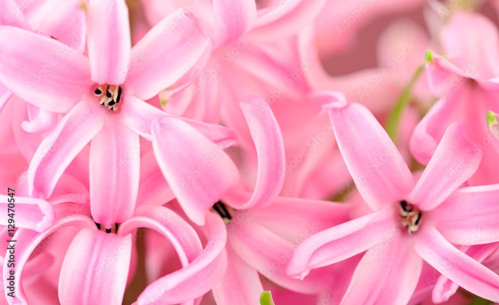 Close-up of hyacinth petals.