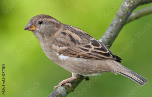 Slika na platnu House sparrow posing for a portrait