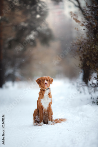 Dog Nova Scotia Duck Tolling Retriever, walk in winter