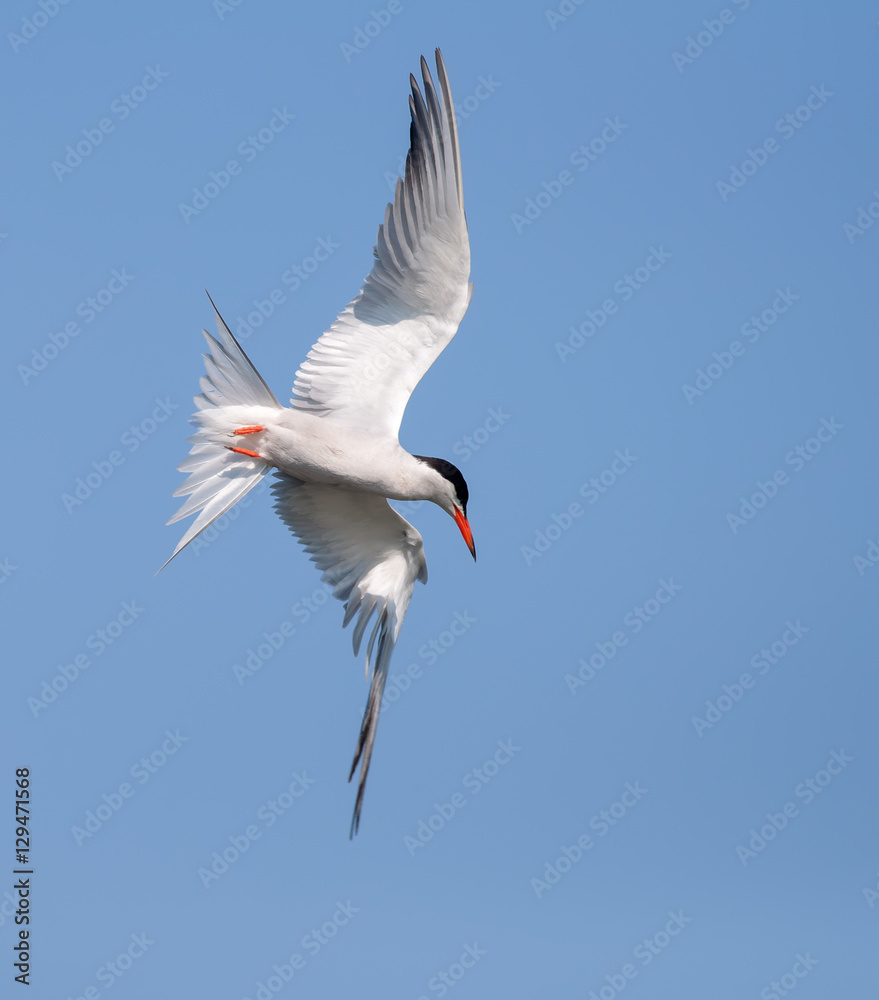 Common tern banking and diving in the air Common tern banking and diving in the air