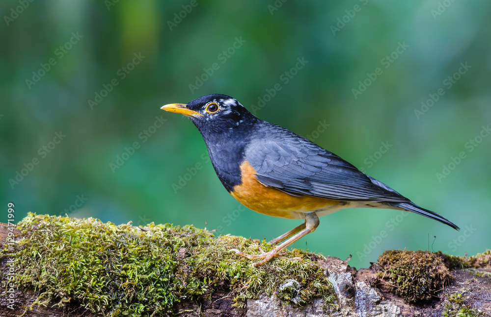 Black-breasted Thrush(Turdus dissimilis), beautiful bird standing on timber with green background at Doi Ang Khang, Thailand. Black-breasted Thrush(Turdus dissimilis), beautiful bird standing on timber with green background at Doi Ang Khang, Thailand.