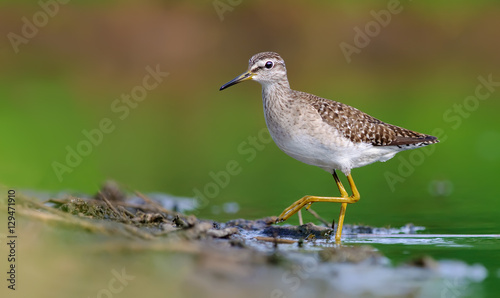 Wood Sandpiper turning to a shore