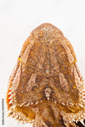 one agama bearded on white background.reptile close-up.