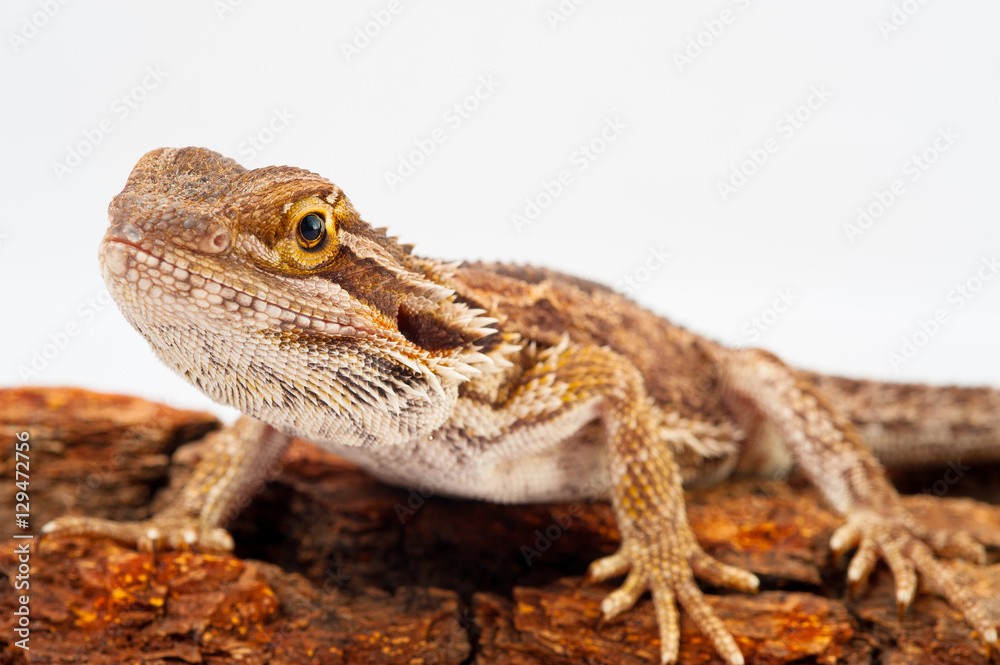 one agama bearded on white background.siting on the bark of tree.closeup one agama bearded on white background.siting on the bark of tree.closeup