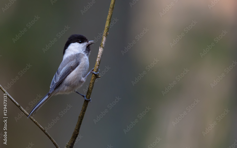 Willow tit perched near the nest Willow tit perched near the nest