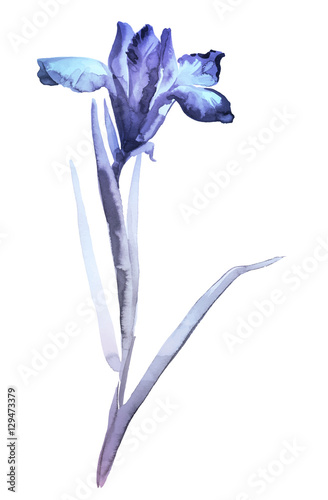 Ink illustration of flower iris. Sumi-e, u-sin, gohua painting stile, colored with blue and violet colors. Silhouette made up of brush strokes isolated on white background.
