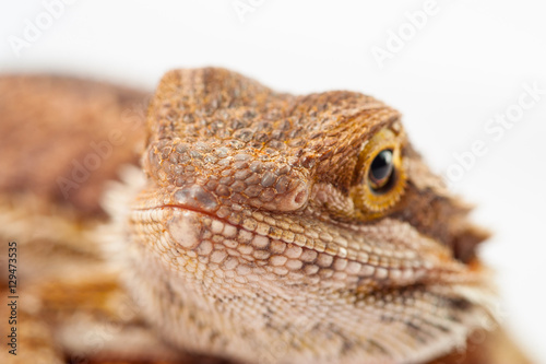 one agama bearded on white background.reptile close-up.