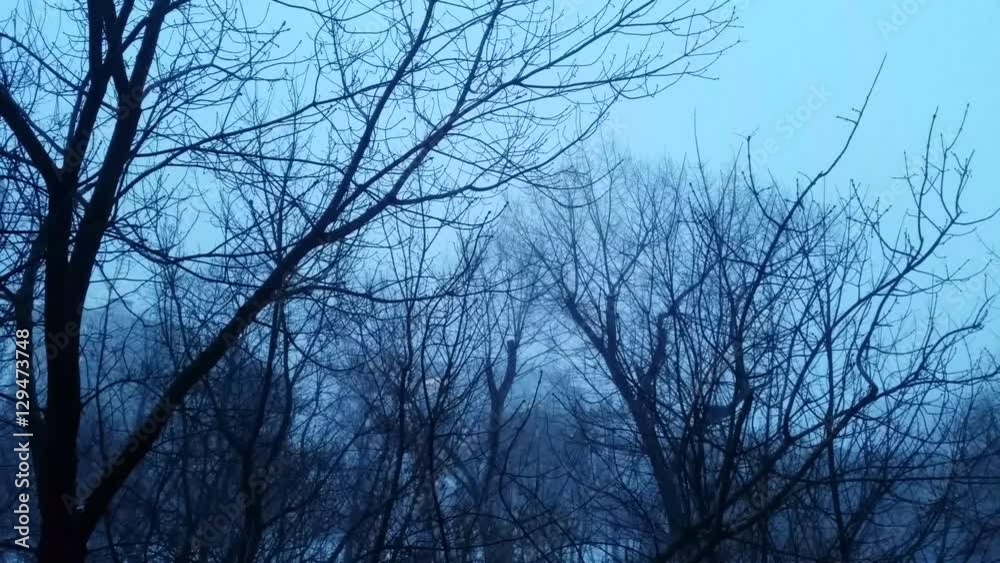 A strong wind with snow shakes the trees early in the evening in the city A strong wind with snow shakes the trees early in the evening in the city