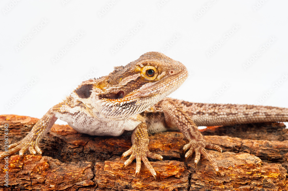 one agama bearded on white background.siting on the bark of tree.closeup one agama bearded on white background.siting on the bark of tree.closeup