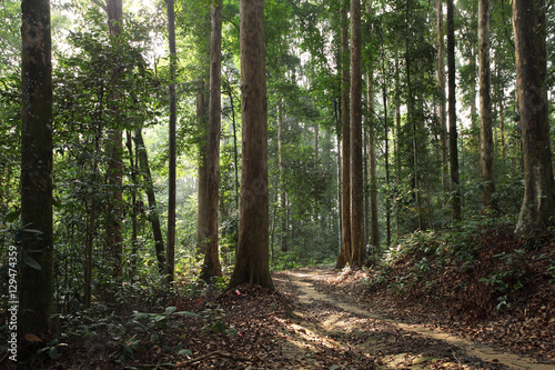 trees in the forest