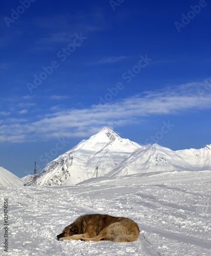 Dog sleeping on ski slope