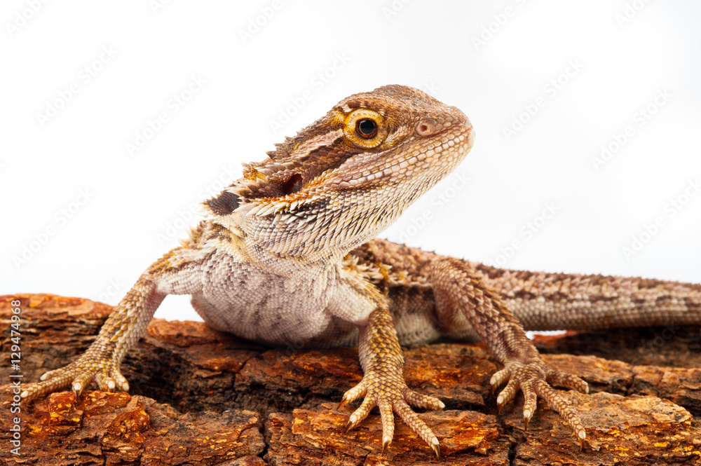 one agama bearded on white background.siting on the bark of tree.closeup one agama bearded on white background.siting on the bark of tree.closeup