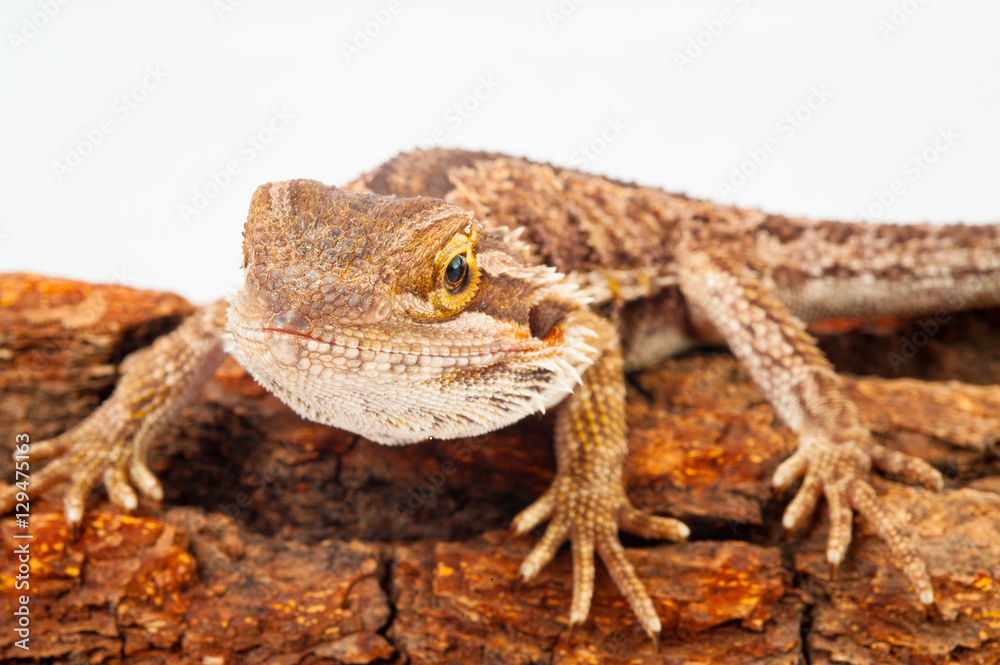Fototapeta premium one agama bearded on white background.siting on the bark of tree.closeup