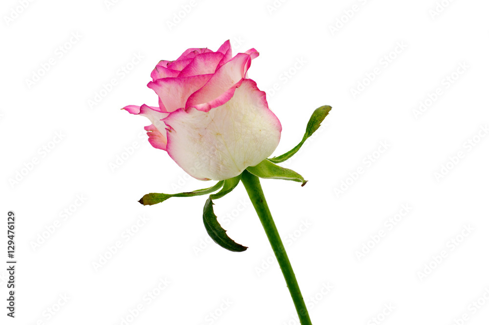 Delicate flower rose isolated on white background Delicate flower rose isolated on white background