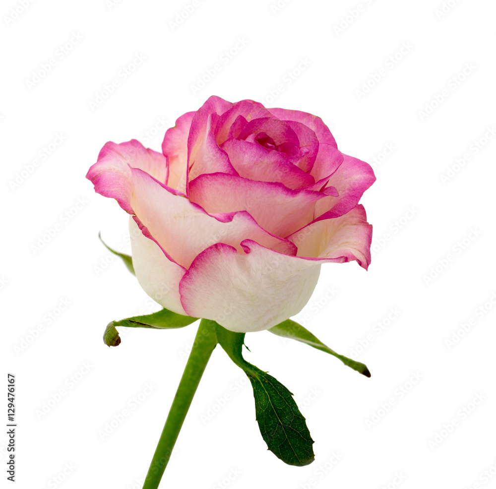 Delicate flower rose isolated on white background Delicate flower rose isolated on white background