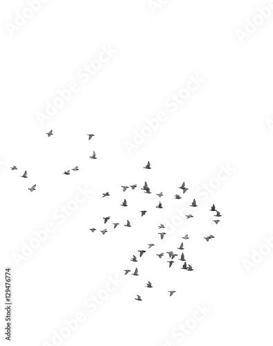 Many pigeons birds flying in the sky. Black and white