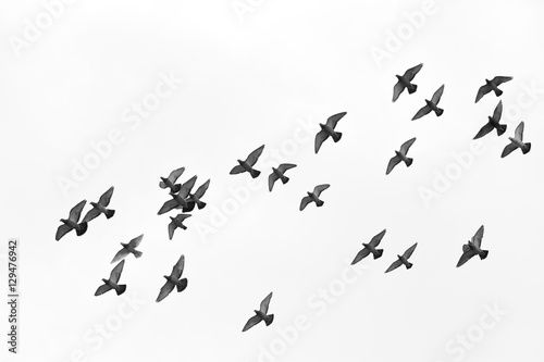 Many pigeons birds flying in the sky. Black and white © iLight photo