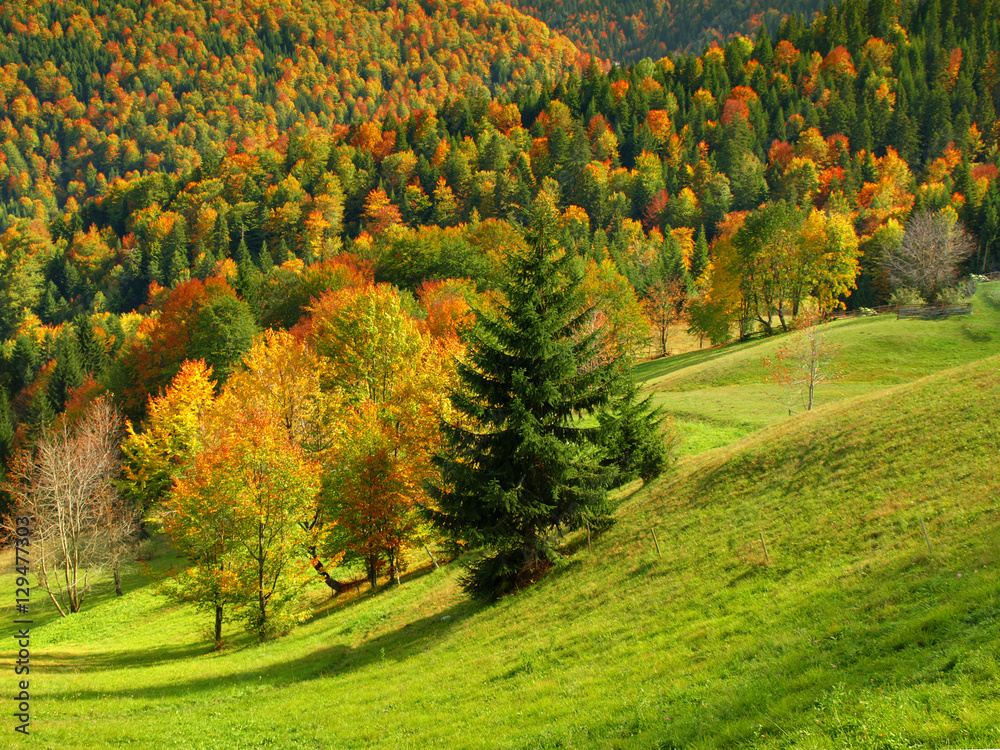 Fototapeta premium Autumn forest