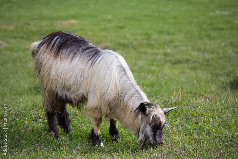 Obraz premium Shaggy goat grazing on a green meadow. Farm