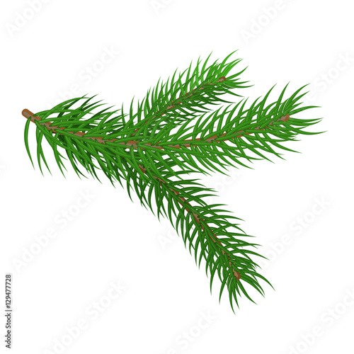 Green spruce branch. Fir branches. Isolated on white vector illu