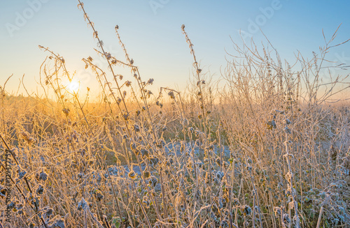 Wild flowers with hoarfrost at sunrise in winter