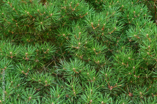 Pine tree twig closeup background