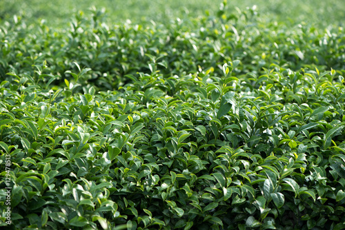 tea tree background